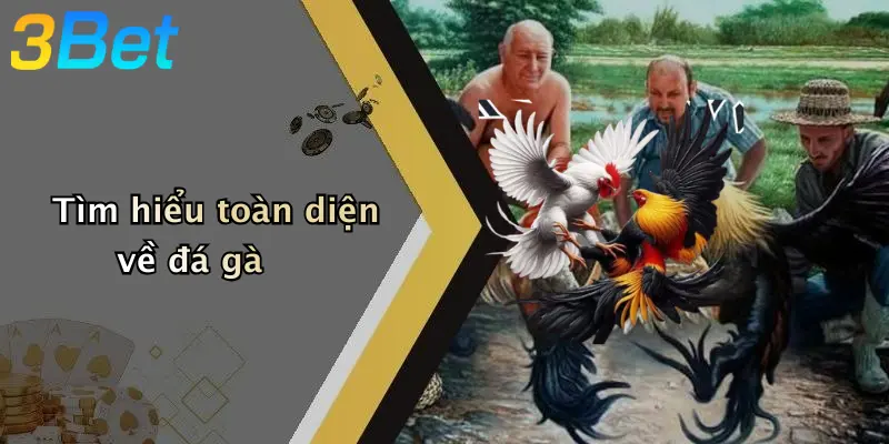 Tìm hiểu toàn diện về đá gà